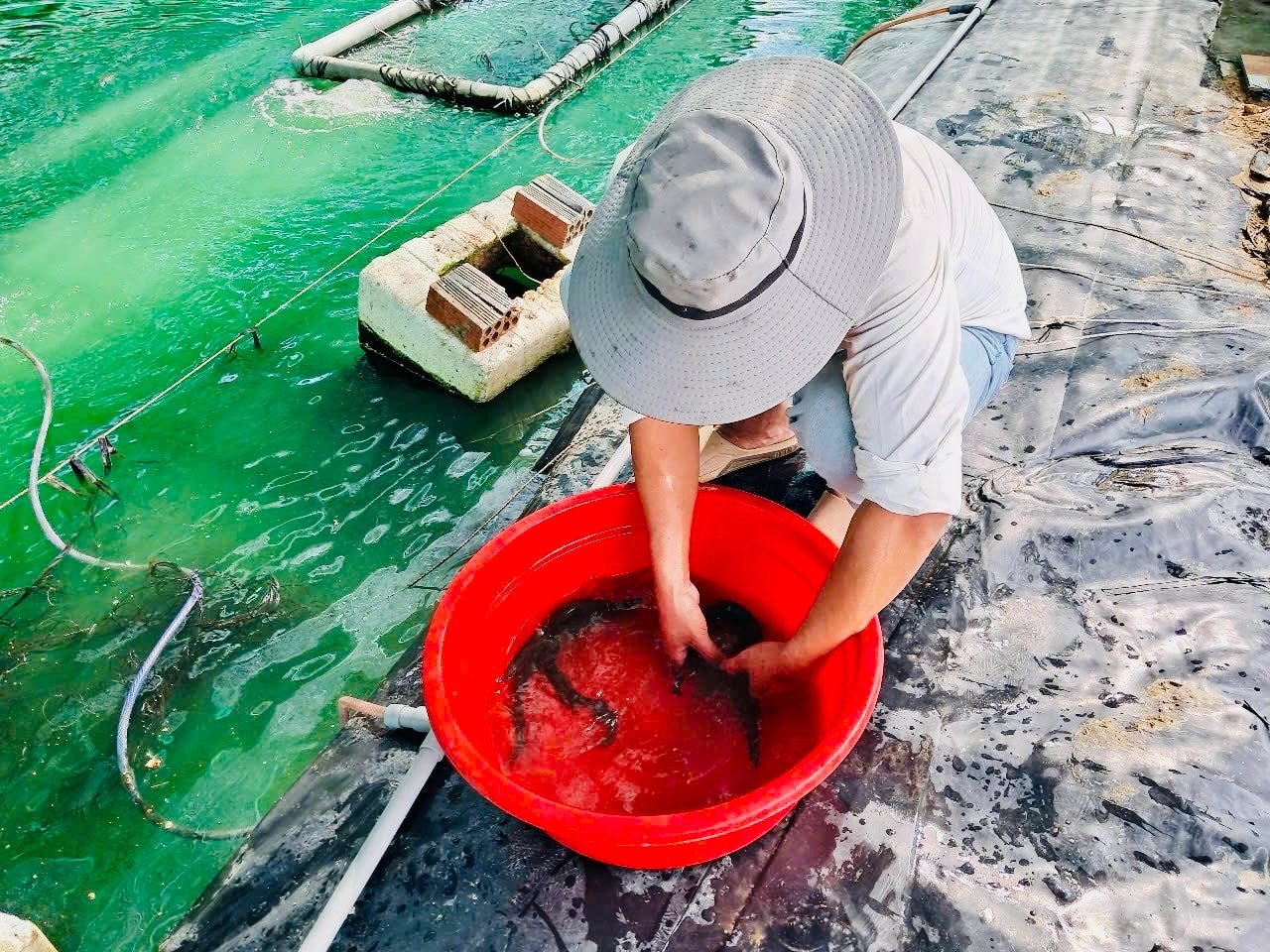 Thả giống cá chạch lấu