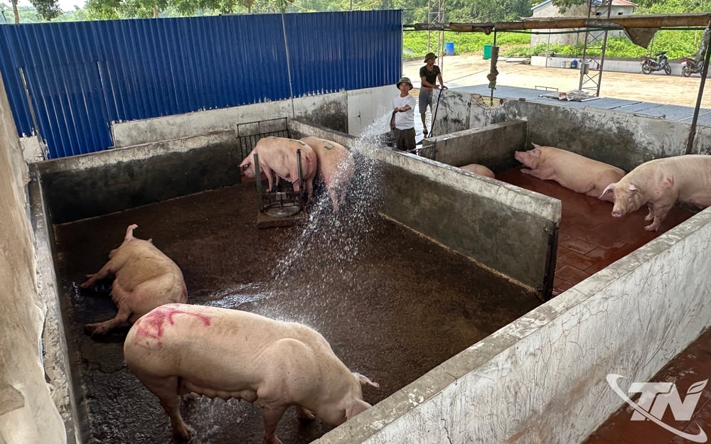 Lợn đã qua kiểm dịch của cơ quan thú y được đưa đến lò giết mổ tập trung của Công ty CP Hương Nguyên Thịnh, tại xã Tân Cương.