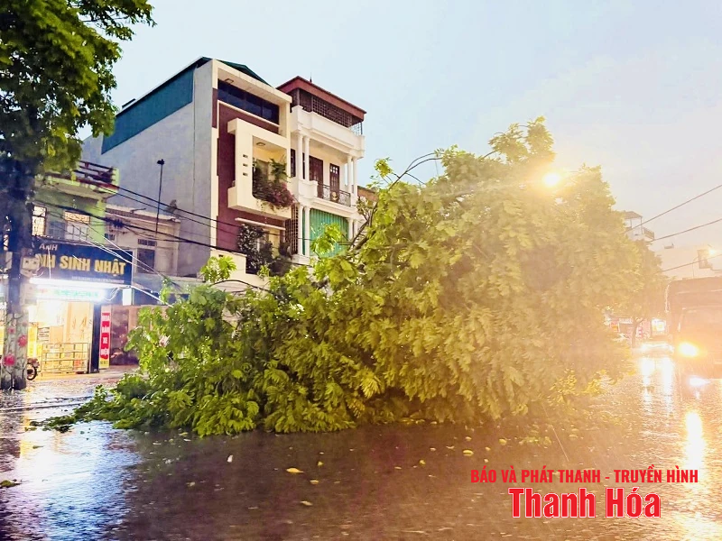 Ảnh hưởng bão số 3 (Wipha), mưa gió giật mạnh, hàng loạt cây xanh gãy đổ
