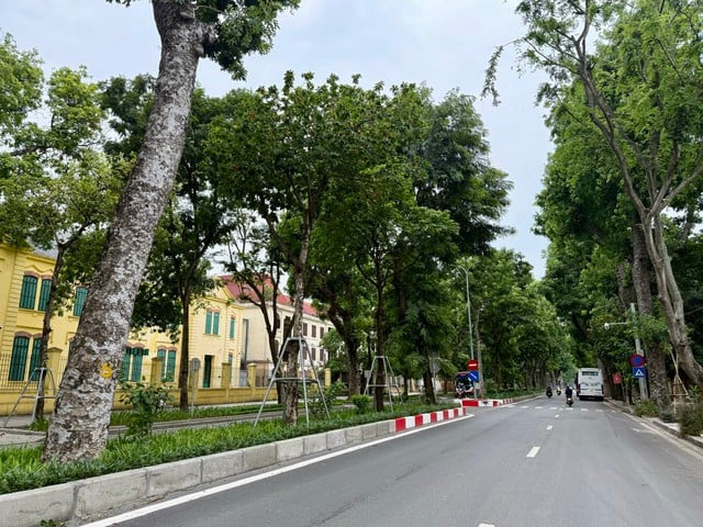 Hà Nội khắc phục ngay tình trạng cây xanh gãy, đổ do ảnh hưởng của trận dông lốc- Ảnh 1.