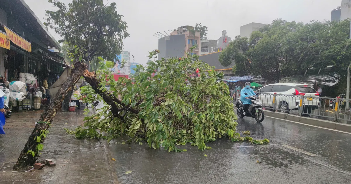 TPHCM: Mưa lớn nhiều cây xanh ngã đổ