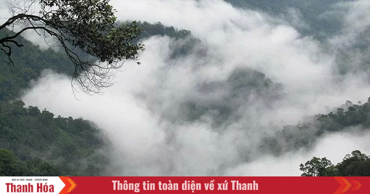 Đỉnh Pù Gió trong mây...