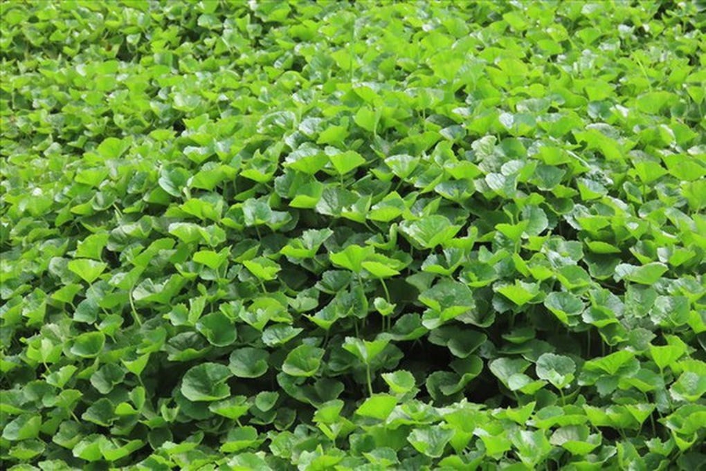 5 loại rau bình dân giúp tăng cường chức năng gan - 2