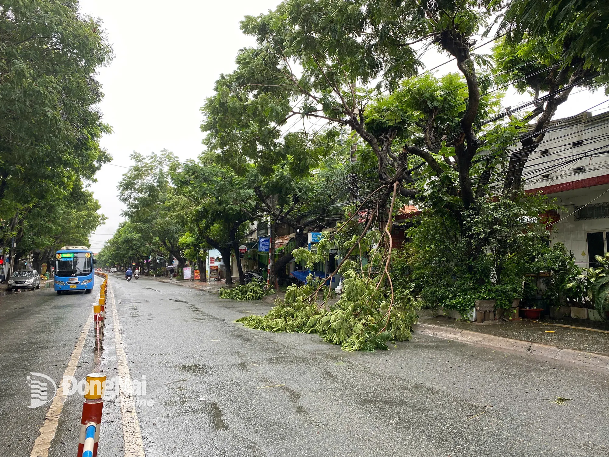 Cây xanh trên đường Huỳnh Văn Nghệ (phường Trấn Biên) bị dông lốc làm đổ ngã. Ảnh: Minh Tài