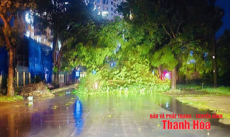Ảnh hưởng bão số 3 (Wipha), mưa gió giật mạnh, hàng loạt cây xanh gãy đổ