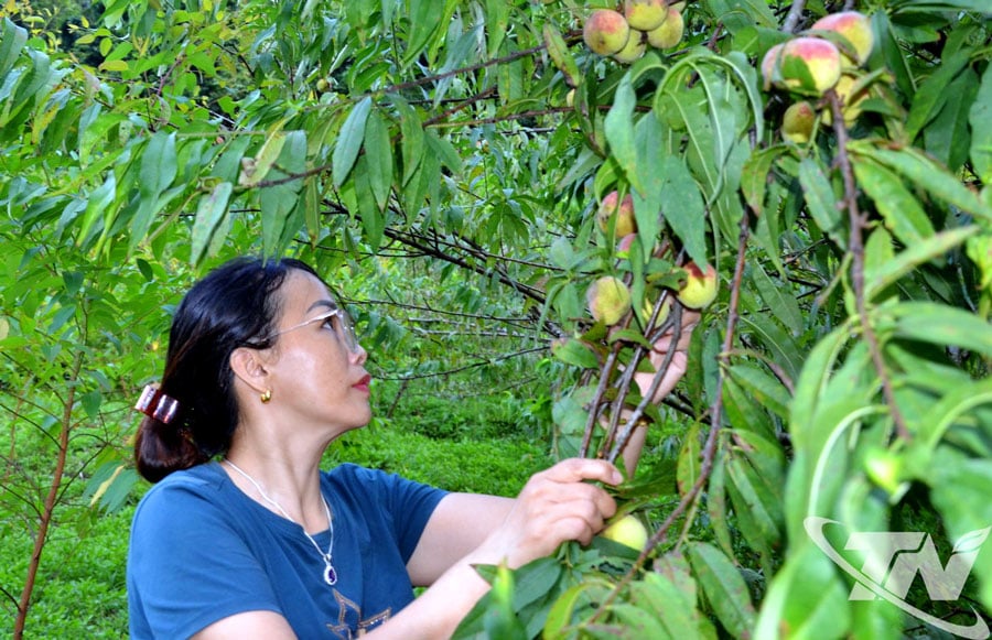 Tuy diện tích không nhiều nhưng đặc sản đào Ngân Sơn được nhiều người ưa thích.
