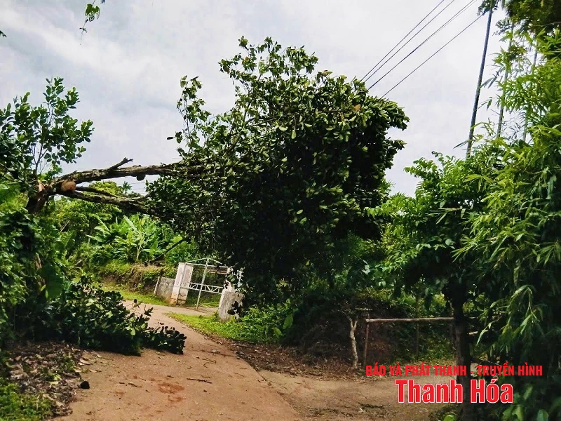 Ảnh hưởng bão số 3 (Wipha), mưa gió giật mạnh, hàng loạt cây xanh gãy đổ