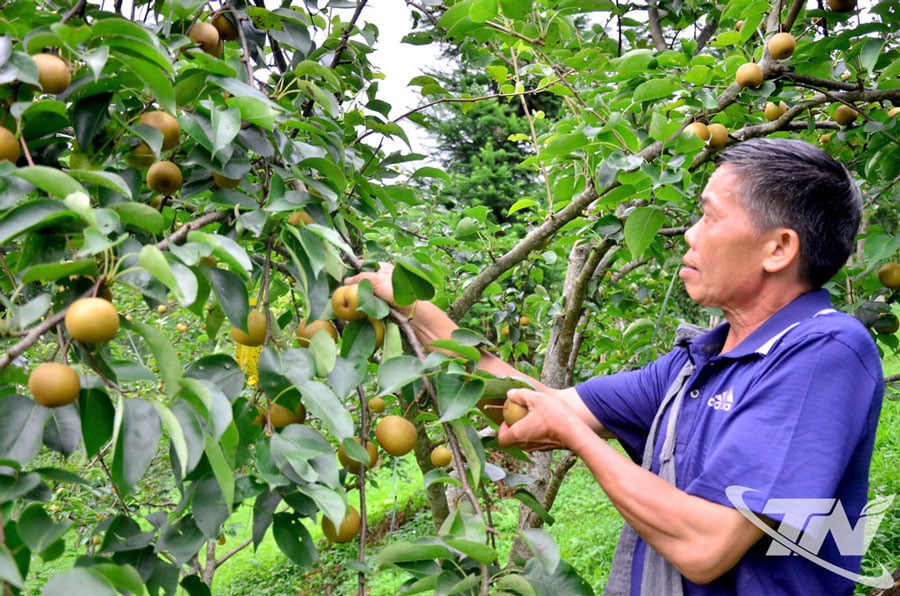 Giống lê VH6 (xã Ngân Sơn) cho quả giòn, mọng nước được thị trường ưu chuộng.