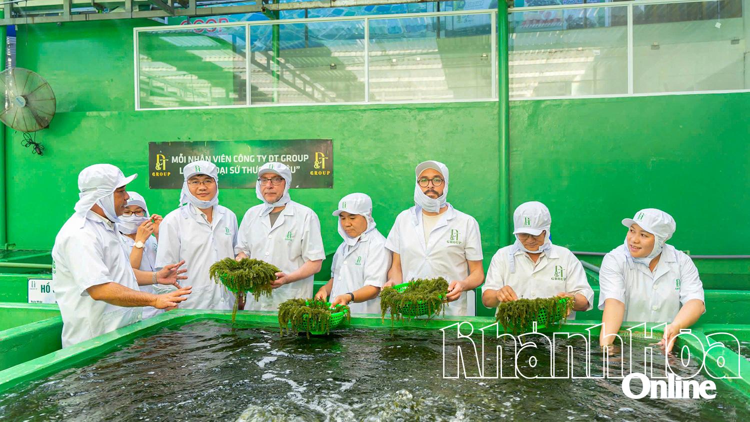 Du khách tham quan, trải nghiệm sơ chế rong nho tại Công ty DT Group.