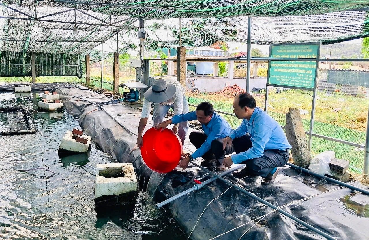 Mô hình nuôi cá chạch lấu áp dụng công nghệ tại xã Hàm Thuận Nam