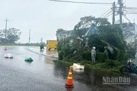 Nhiều hệ thống dây cáp viễn thông trên địa bàn Phường 2 Bảo Lộc và Phường 3 Bảo Lộc, tỉnh Lâm Đồng bị cây xanh ngã đổ gây đứt, hư hỏng.