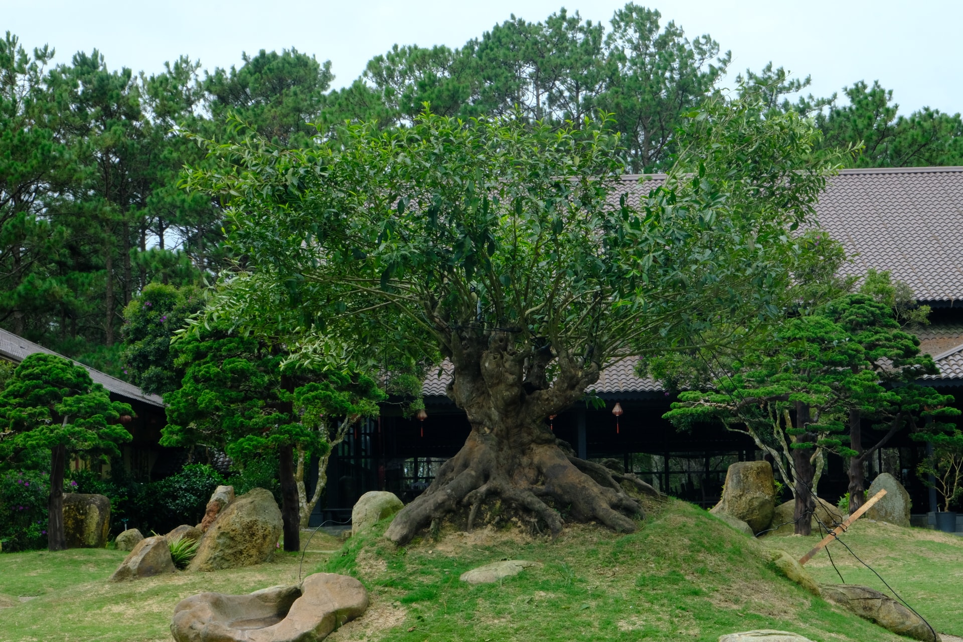 Long Dinh Tea Museum preserves nearly a hundred-year-old tea trees, brought to Vietnam by the French for experimental planting here.