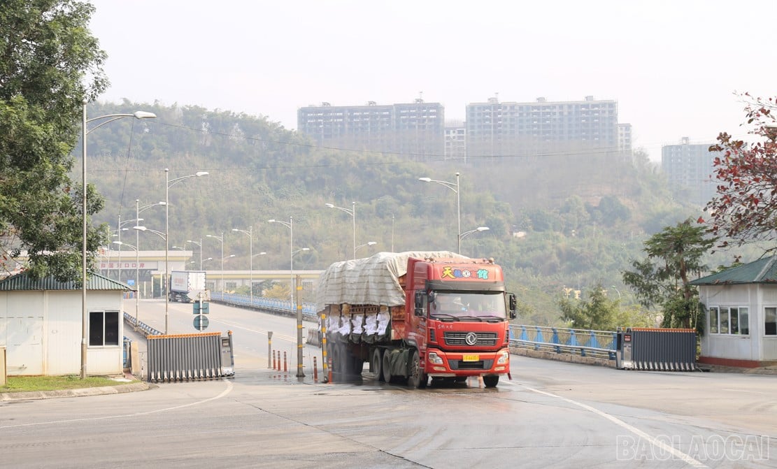 baolaocai-br_hq333333.jpg