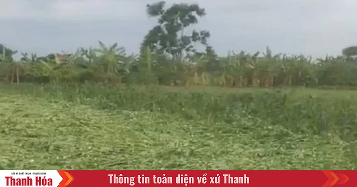 [Cập nhật] - Các địa phương trên địa bàn tỉnh Thanh Hóa gấp rút triển khai công tác ứng phó bão số 3