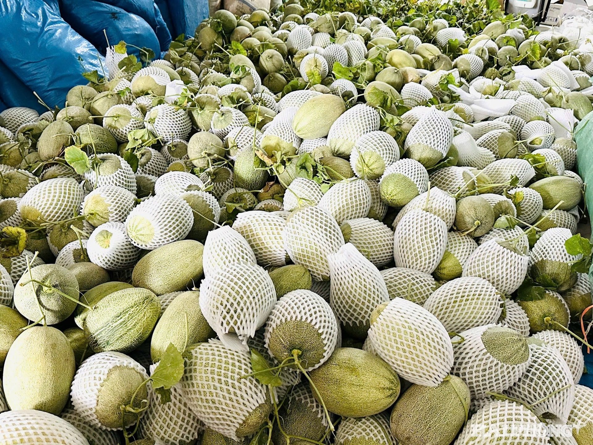 dua-luoi-vinh-bao3.jpg