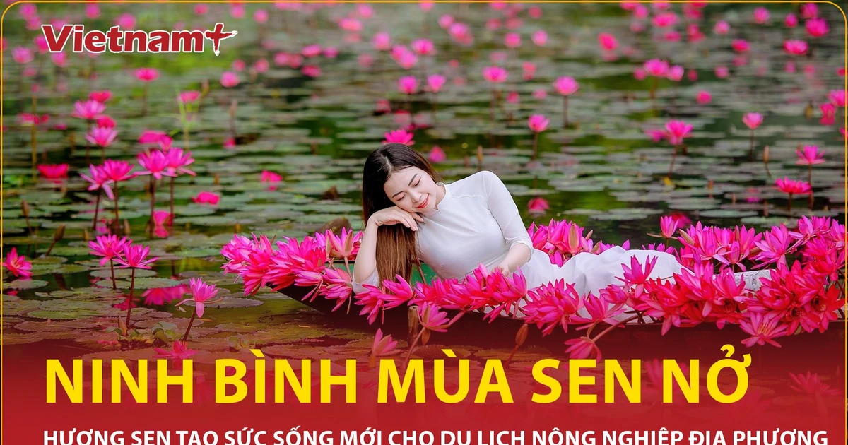 Mùa sen nở rộ thu hút du khách đến với Ninh Bình
