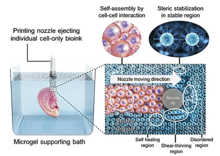 1. Sử dụng “mực sinh học” chứa tế bào sống. Khác với in 3D thông thường, in 3D sinh học dùng vật liệu sinh học như tế bào gốc, gel sinh học và protein để tạo ra mô thật, phản ánh cấu trúc sinh học tự nhiên. Ảnh: Pinterest.