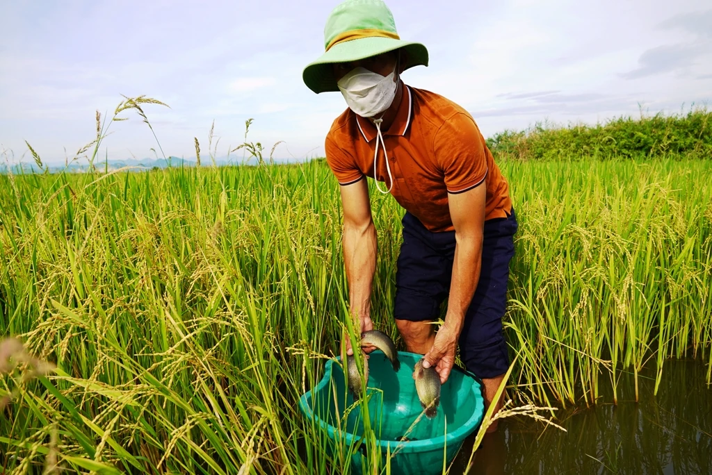 Đẩy mạnh hỗ trợ hợp tác xã nông nghiệp phát triển sản xuất, kinh doanh