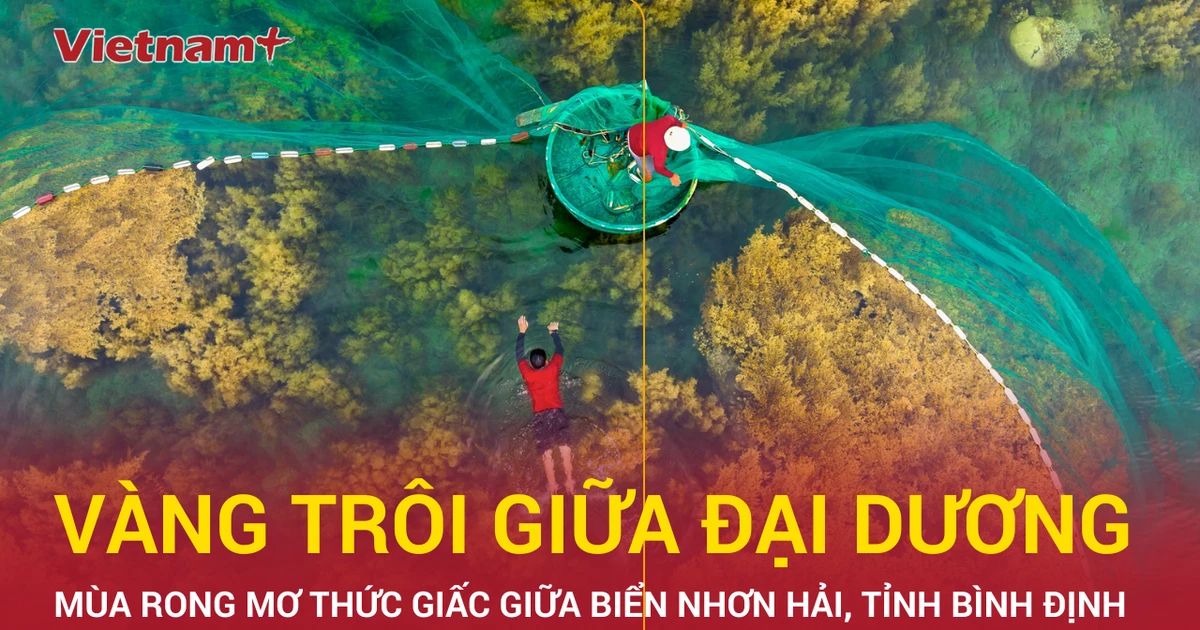 Mùa rong mơ thức giấc giữa biển Nhơn Hải, du lịch Bình Định hút khách