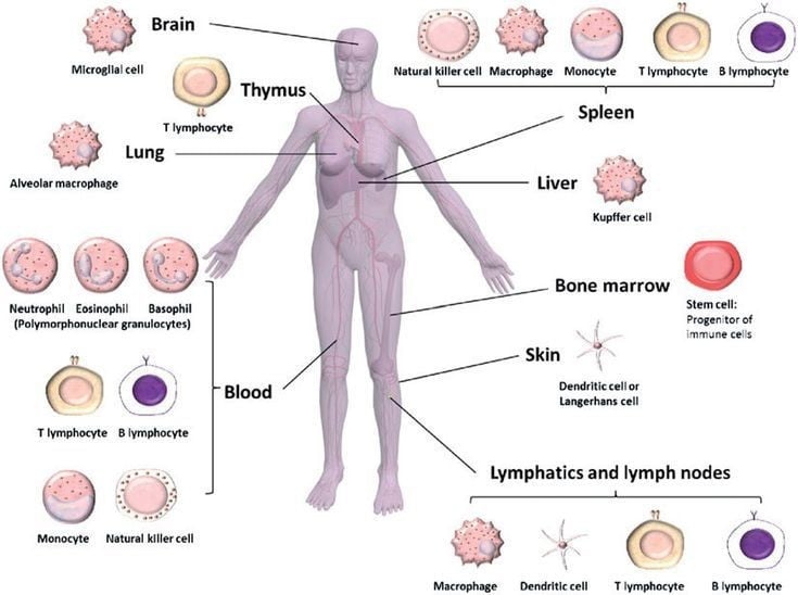 5. Các mô in ra có thể sống và phát triển. Sau khi được in, các mô sinh học có thể được nuôi dưỡng trong lồng ấp sinh học, nơi tế bào phát triển và hình thành cấu trúc chức năng giống mô thật. Ảnh: Pinterest.