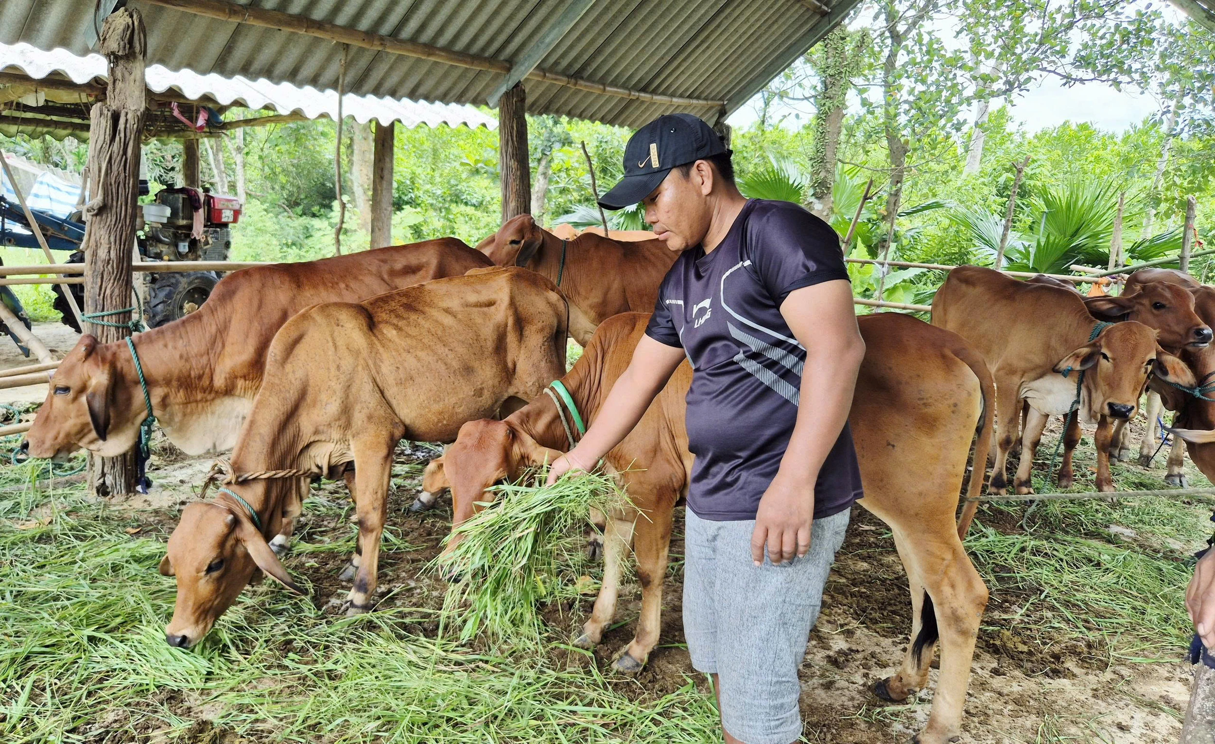 Nuôi bò thâm canh, hướng phát triển kinh tế mới của người dân Ba Lòng