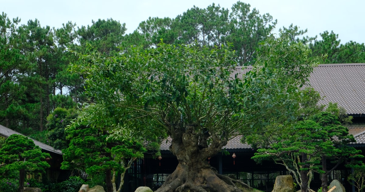 កន្លែងវប្បធម៌ប្លែកៗ - ម្ហូបតែ