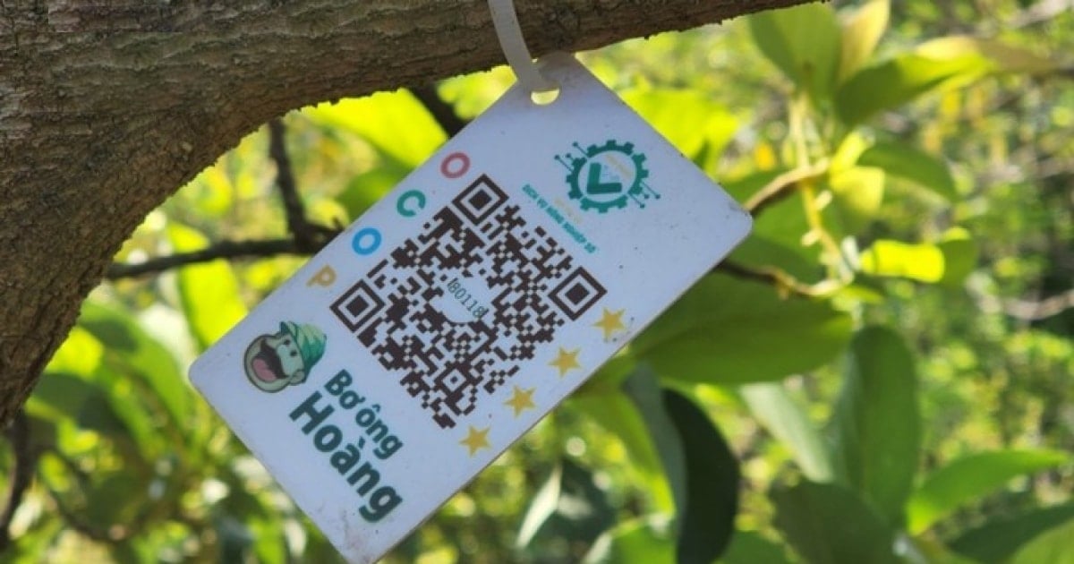 Kỹ sư bỏ lương ngàn đô về quê số hóa nông sản Việt