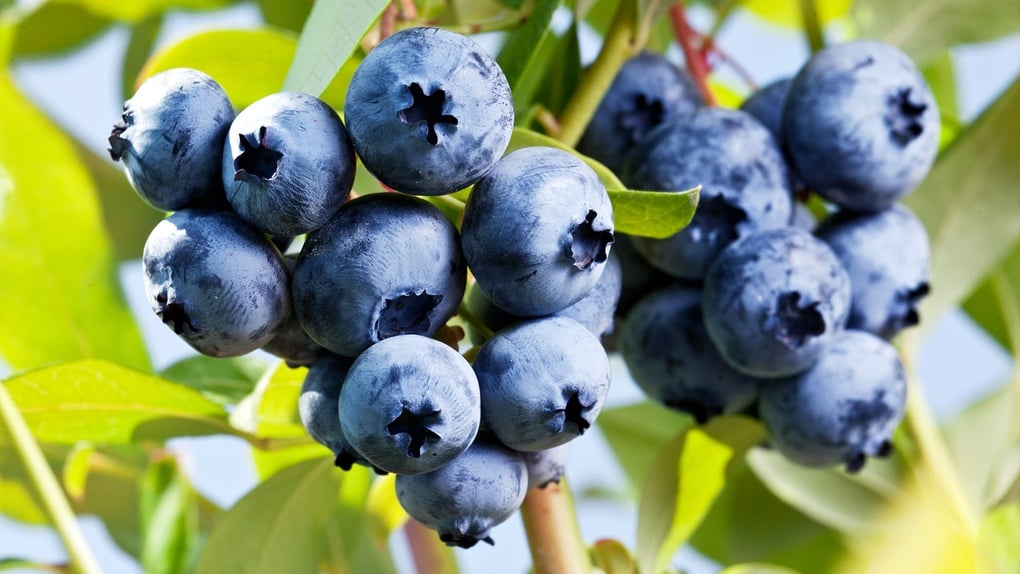 Eating more of this fruit helps you live longer - 1