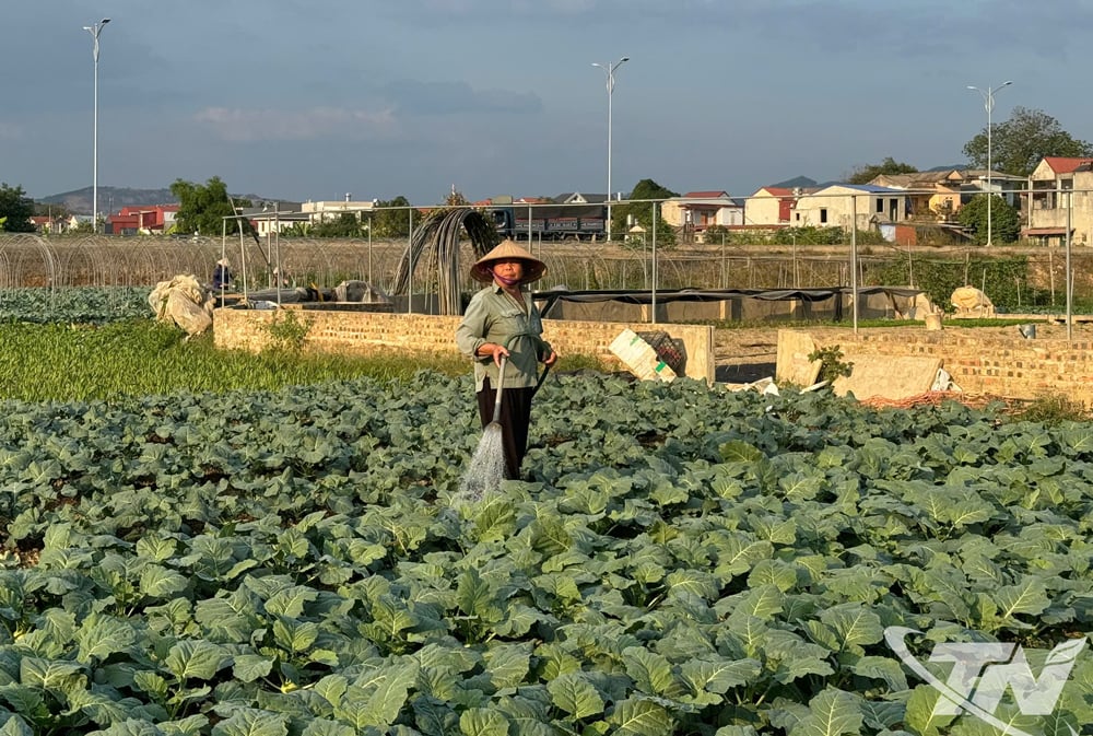 Diện tích đất sản xuất rau xanh ở vùng ven đô thị của tỉnh đang dần bị thu hẹp, đỏi hỏi người dân phải đưa khoa học, công nghệ vào phục vụ sản xuất rau an toàn để tăng năng suất, chất lượng.