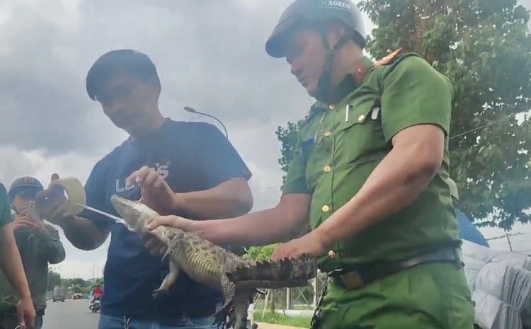Bắt được con cá sấu dưới kênh Nước Đen sau nhiều ngày truy lùng -0
