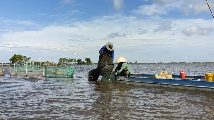 Đợi con cá linh mùa nước nổi