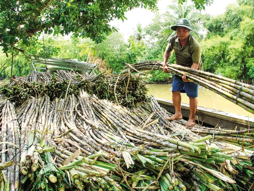 កង្វល់​របស់​កសិករ​ដាំ​អំពៅ
