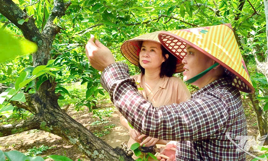 Người dân xã La Hiên đang chuẩn bị bước vào vụ thu hoạch na, năng suất dự kiến tăng khoảng 20-30% so với năm trước.
