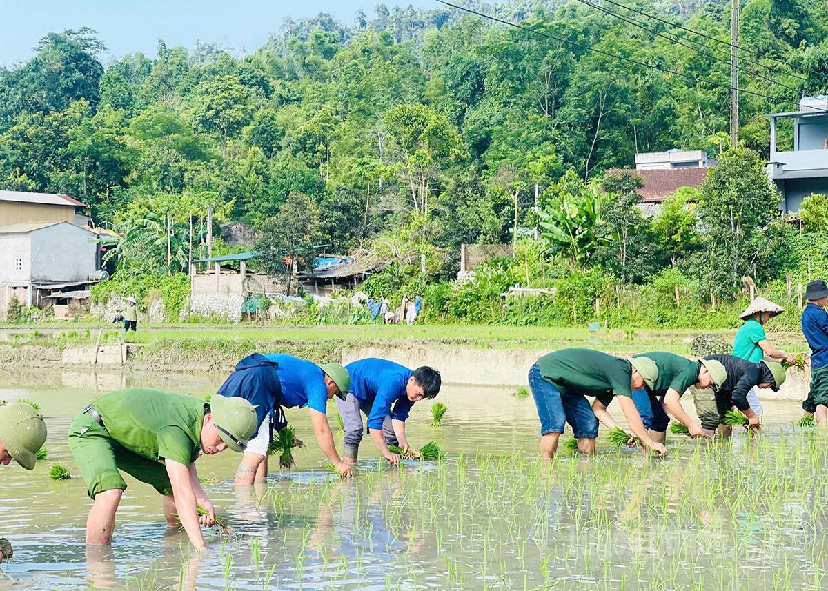 Đoàn viên, thanh niên xã Côn Lôn hỗ trợ gia đình liệt sĩ Nguyễn Ngọc Khiêm cấy lúa.