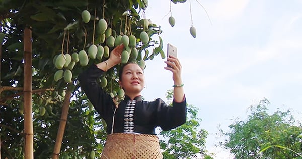 Đưa trái cây Sơn La đi xa nhờ ứng dụng công nghệ số
