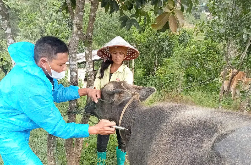 Quảng Ngãi: Phát hiện đàn bò nghi mắc bệnh lở mồm long móng