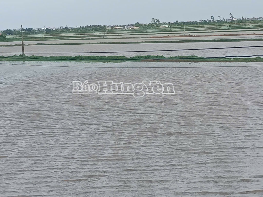 Nước ngập sâu trên cánh đồng lúa của xã Đông Thụy Anh.