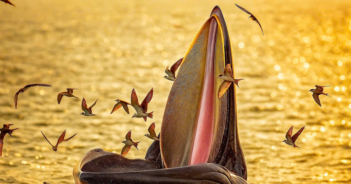 Whales and the Symphony of the Sea