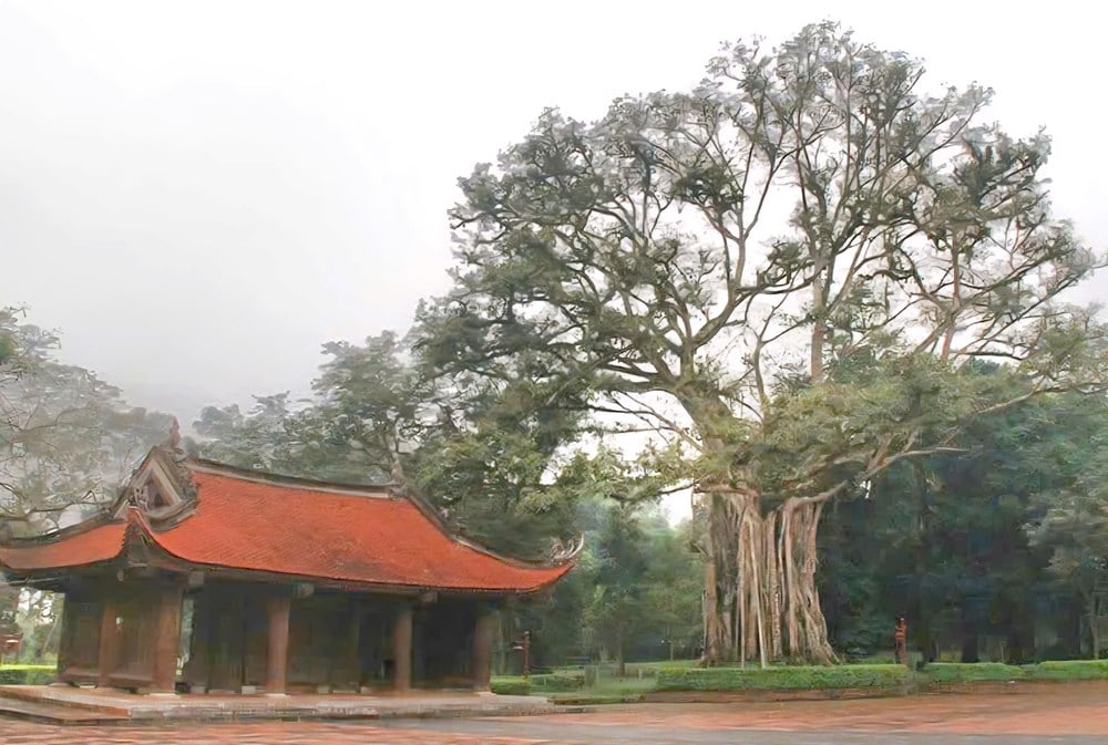 Huyền thoại dưới tán cổ thụ: Khi cây lim rơi lệ, cây ổi mỉm cười - ảnh 1