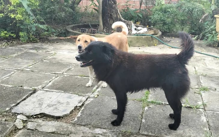Ia Toi Commune authorities require households to manage their dogs and cats and not let them roam freely.