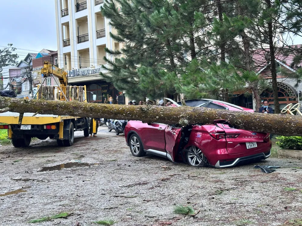 Cây xanh ngã đổ đè bẹp dúm chiếc ô tô tại phường Xuân Hương - Đà Lạt (Lâm Đồng)