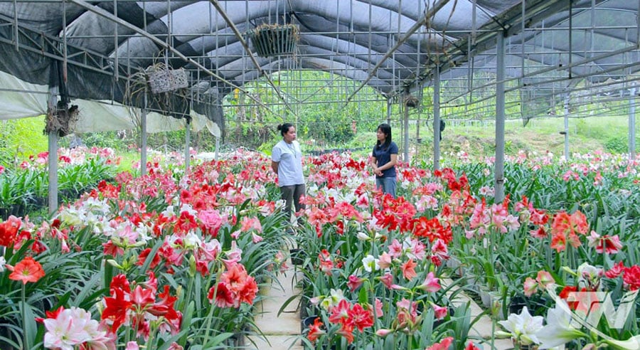 Customers visit directly at the flower garden of Ms. Dinh Thi Ngoc.