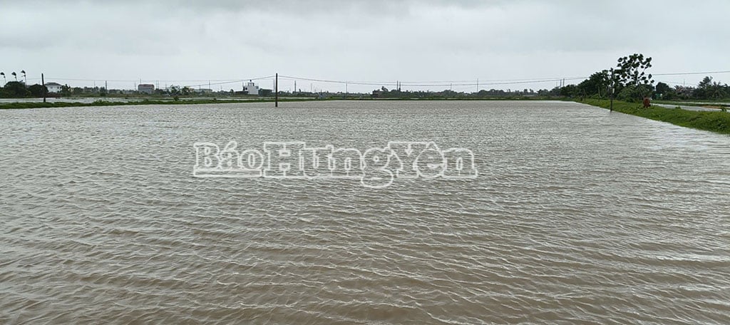 Xã Đông Thái Ninh hơn 900 ha lúa mùa bị ngập úng dobão số 3.