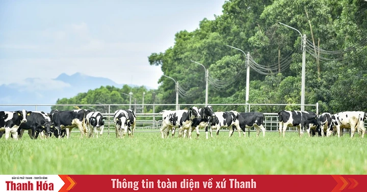 Vinamilk Green Farm Thanh Hóa - Phát triển trang trại xanh, nông nghiệp bền vững hướng đến mục tiêu Net Zero