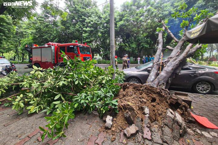 Ô tô nếu mua bảo hiểm bị cây đè sẽ được hưởng bồi thường. (Ảnh: M.H).