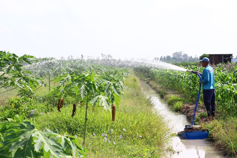 Việc mạnh dạn cải tạo vườn tạp đem lại hiệu quả kinh tế khá cho nông dân. 