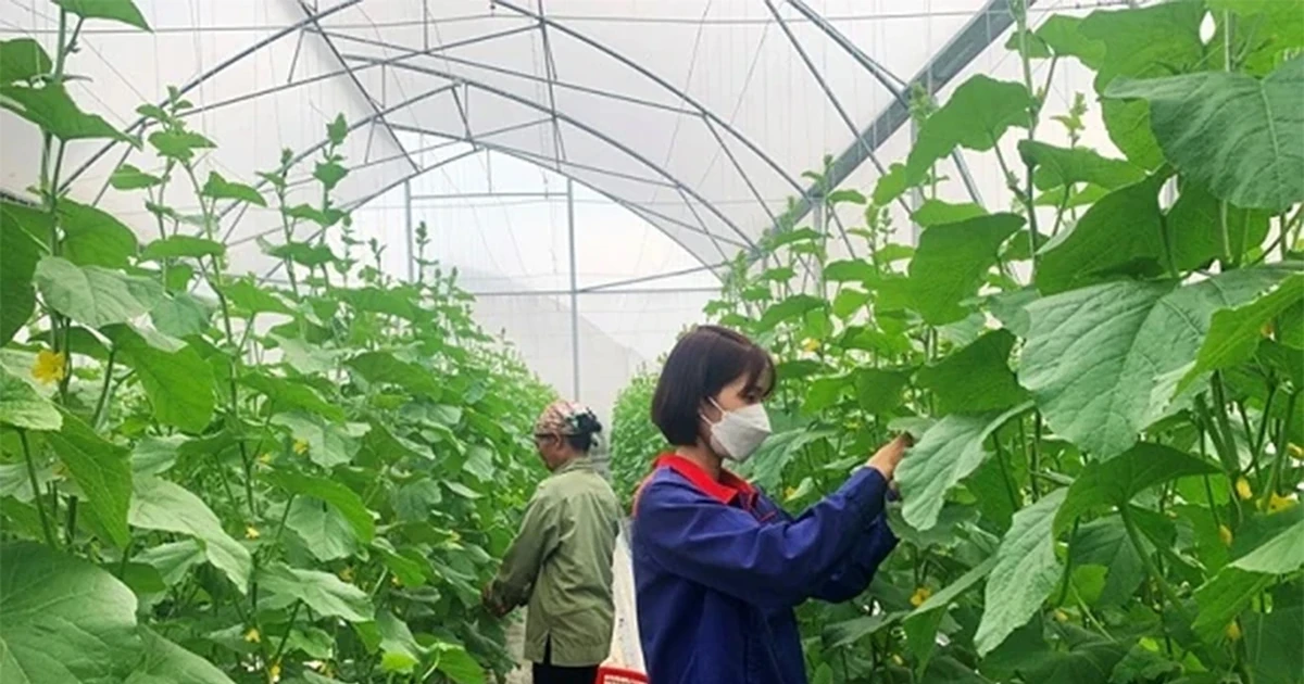 Phú Thọ khơi dậy tiềm năng nông nghiệp công nghệ cao