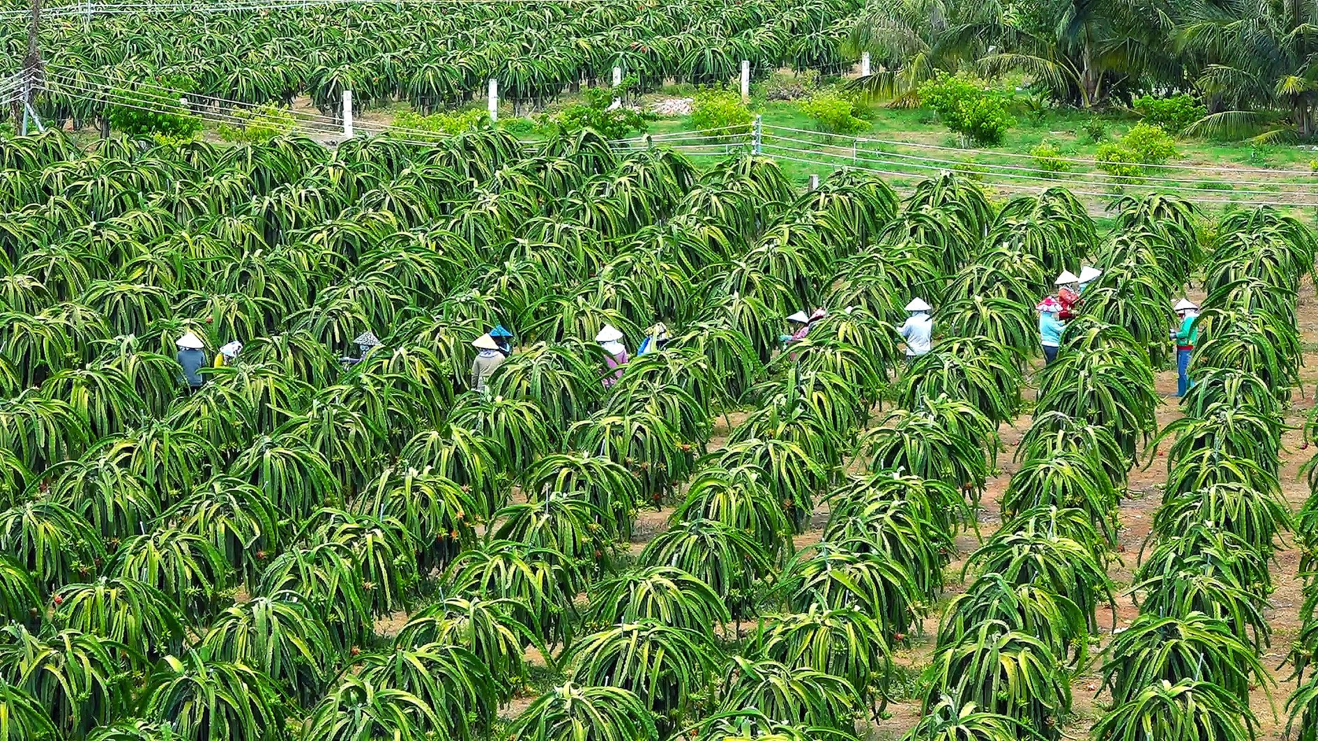 Trồng thanh long công nghệ cao ở Tân Thành (ảnh N. Lân) (2)