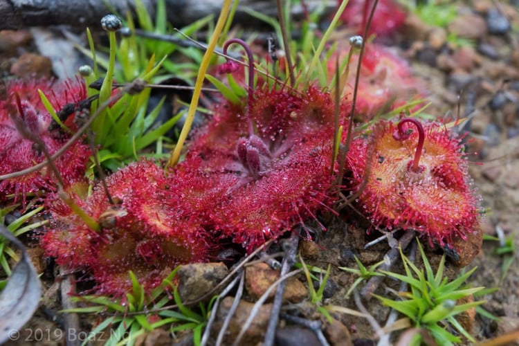 1. Cây trói gà là loài thực vật ăn thịt. Drosera burmannii thu hút và bắt mồi là côn trùng nhỏ bằng các tuyến nhầy trên lá, nhằm bổ sung dưỡng chất cho môi trường đất nghèo dinh dưỡng. Ảnh: fierceflora.com.