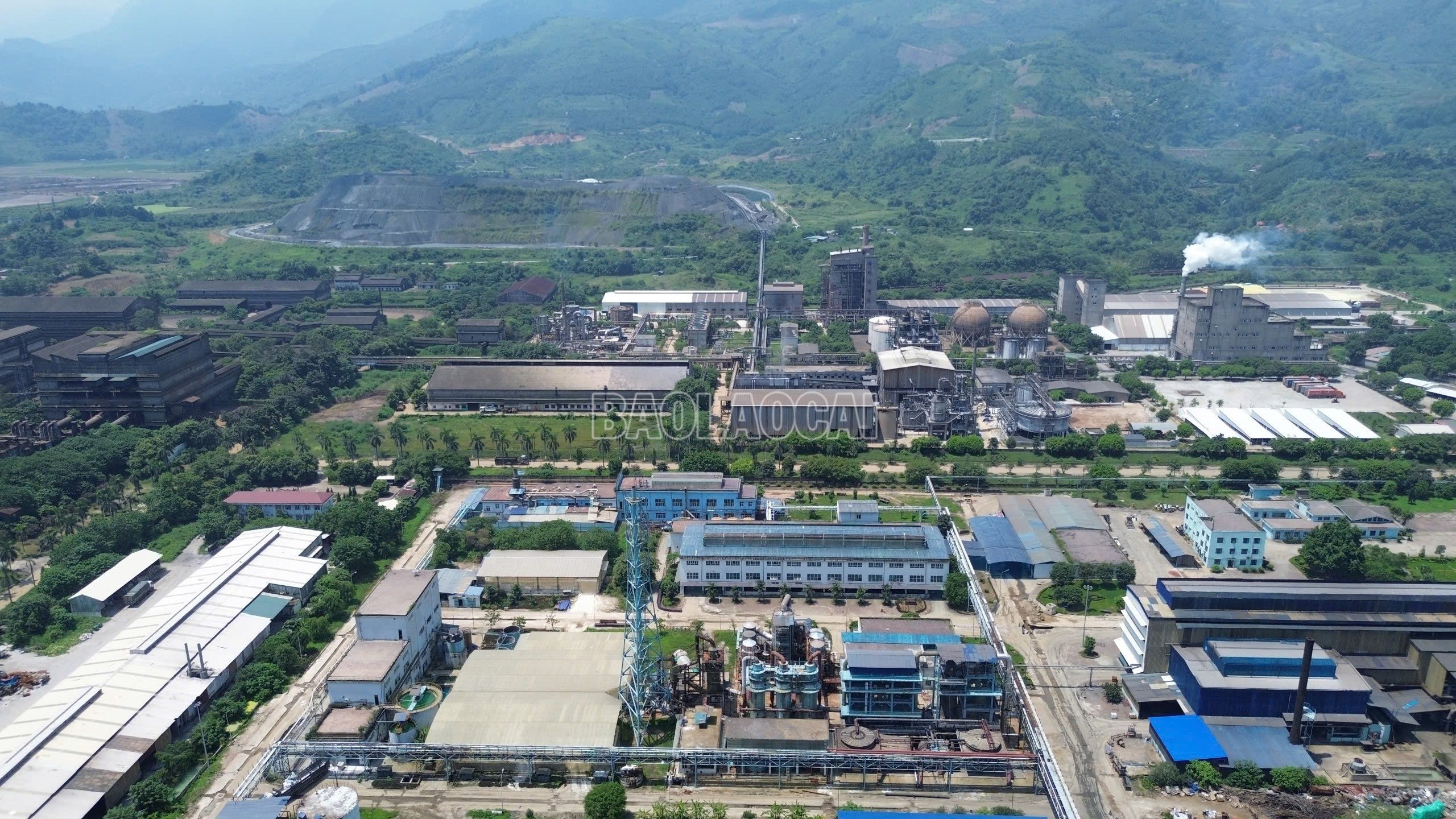 baolaocai-c_a1.jpg